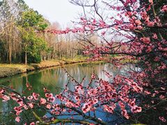 -上海海湾国家森林公园