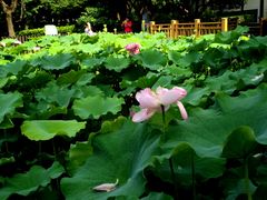 -陈家山荷花公园