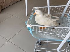 -怪兽屋·羊驼·猫咖·狗咖(俊华广场店)