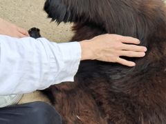 -成都爱之家动物救助中心