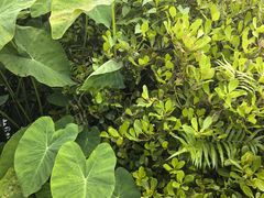 -华侨城湿地公园