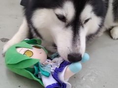 -星多哈·狗咖·拼豆·咖啡