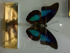 android_upload_pic-上海昆虫博物馆