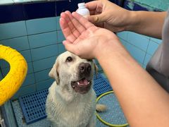 -趣玩宠物乐园寄养训犬训狗游泳池