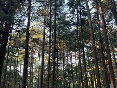 -重庆睡佛山森林公园