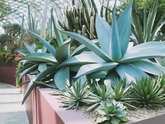 -新加坡植物园