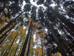 -山王坪喀斯特国家生态公园