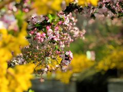 -海棠花溪(元大都城垣遗址公园)