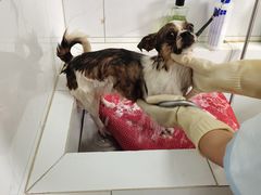 -瑞鹏宠物医院·爱宠堂·骨外专科(西荷分院)