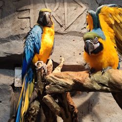 -Zoolung Zoolung动物主题公园(海信广场店)