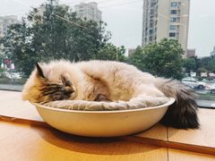 -CAT’S MEWSTAR CAFE·喵星球猫屋(晴湾咖啡店)