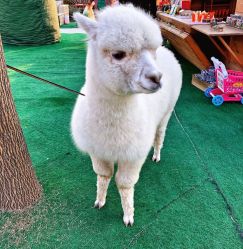 -萌宠亲子动物乐园(槐房万达店)