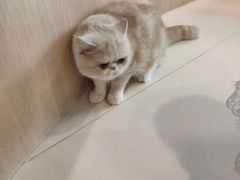 -飞行喵MR PILOT|猫舍·猫咖(静安大融城店)