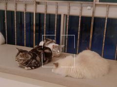 -有喵·猫咖·狗咖·30几只猫10只小狗(岗厦店)