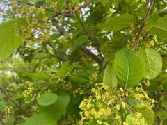 -肖家客饸饹面(郑州总店)