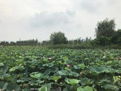 -羊亭河湿地公园