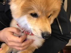 -多卡布奇宠物生活馆(上林世家店)