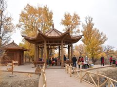 -金塔沙漠胡杨林景区