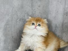 -小猫来了·猫舍(红山六九七九店)