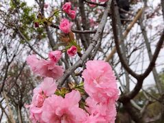-天适樱花悠乐园