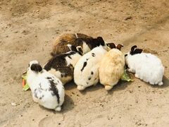 -前小桔亲子创意农场·草莓采摘·露营烧烤