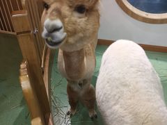 -藦茜花园宠物主题亲子互动体验馆(国顺东路店)
