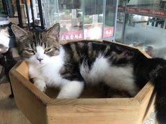 -more than meow吴止猫主题餐厅(承德 中船汇店)