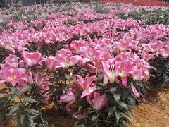 -松山湖梦幻百花洲