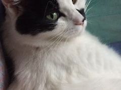 -北京派仕佳德动物医院·超导核磁·CT·神经科·骨科·内外科·急重症管理中心