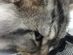 -纳吉亚猫专科动物诊疗中心(蒋宅口分院)