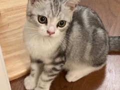 -Bastet sally猫舍购宠(静安店)