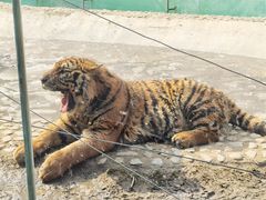 -栾川竹海野生动物园