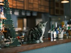 -咖法森林·咖啡  酒吧(天河店)