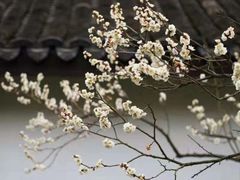 -香雪海
