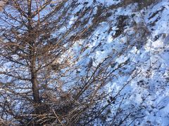 -亚布力新体委滑雪场
