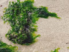-咸德海水浴场