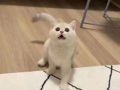 -喜猫·猫舍·洗护寄养