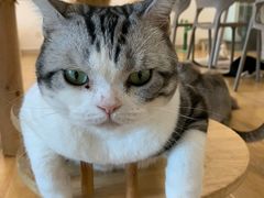 -有喵·猫咖·狗咖·30几只猫10只小狗(岗厦店)