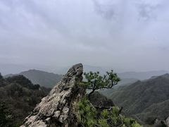 -王顺山国家森林公园