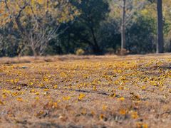 -北京西山国家森林公园