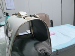 -半岛宠物医院24小时(科华中路店)
