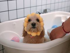 -BABYDOG宝贝狗宠物乐园(欧洲城店)