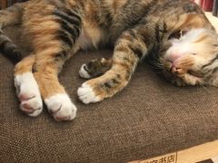 -猫的天空之城概念书店(杭州南宋御街店)