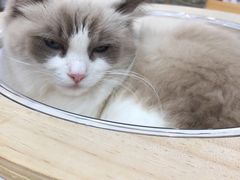 -喵园·猫主题咖啡厅·撸猫·猫咖(国贸店)