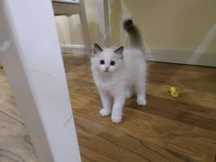 -爱侣宠医·鹦鹉专科·小型哺乳类·异宠专科(灵石路店)