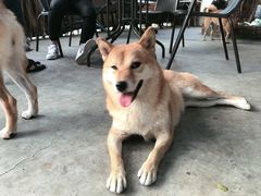 -柴犬高等学院·狗咖·柴犬售卖·宠物训练