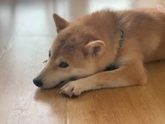 -柴犬小屋·柴餐厅·狗咖食堂(金鼎广场店)