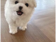 -严国平动物医院(德政总院)