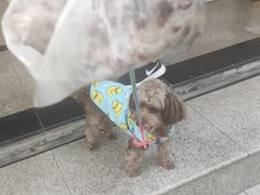 -杨招娣糕点(装驾桥巷店)