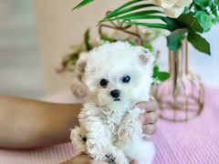 -萌宠之家·腊肠犬·马尔泰·小体犬舍